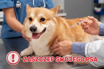 Urzd Miejski w Wolsztynie